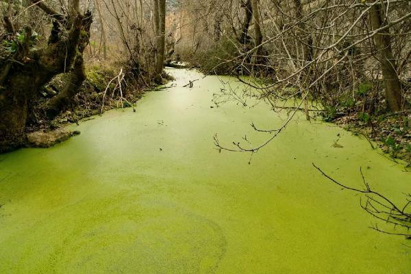 Büyük Menderes’teki Balık Ölümlerinin Çaresi ‘Temiz Üretim’
