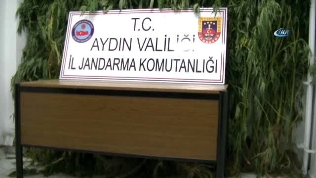 Aydın’da Düzenlenen Operasyonda 4 Metrelik Kenevir Ele Geçirildi