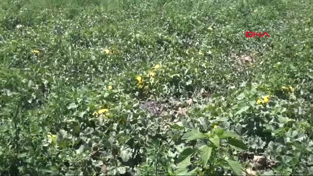 Aydın Malçlı Yöntemle Verimi 3’e Katladı