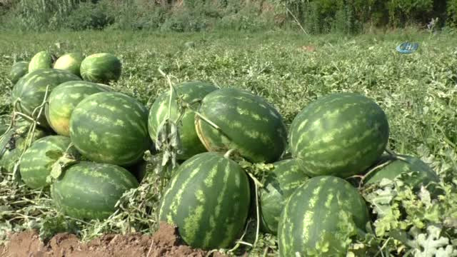 Kapıda Teker Teker Kontrol Ediyorlar… Tarladan Sofraya Atça Karpuzu