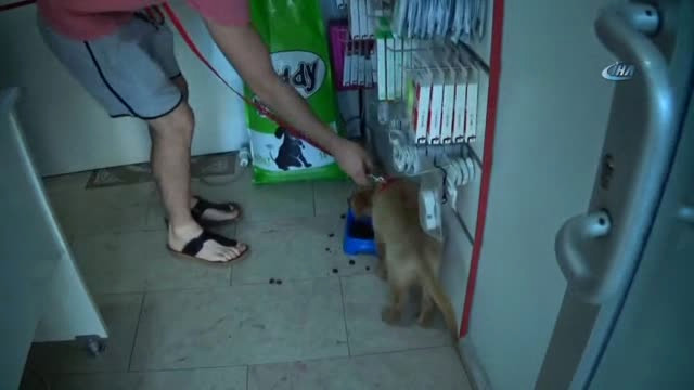 Kazancının Yüzde 10’una Kediler ve Köpekler Ortak