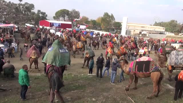 5. Koçarlı Deve Güreşi Festivali