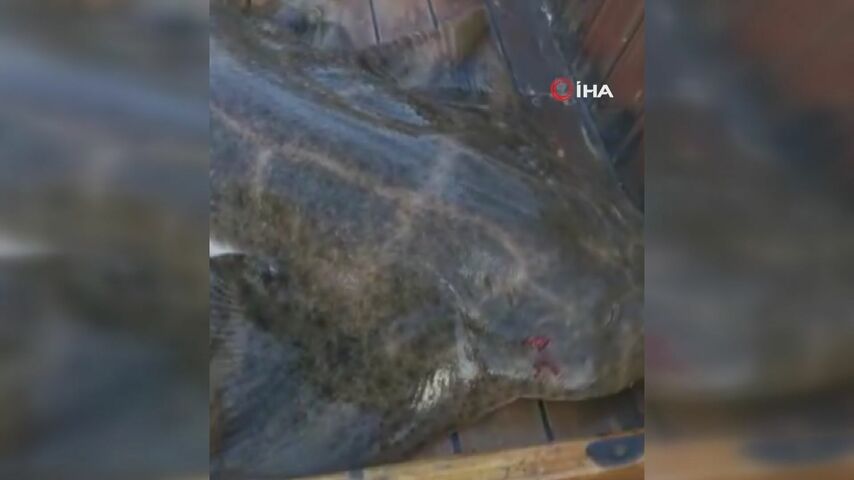 Çanakkale’de yakalanan köpek balığı teknede doğum yaptı