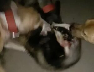 Tiktok’ta daha fazla para kazanmak için porsukları av köpeklerine parçalattı