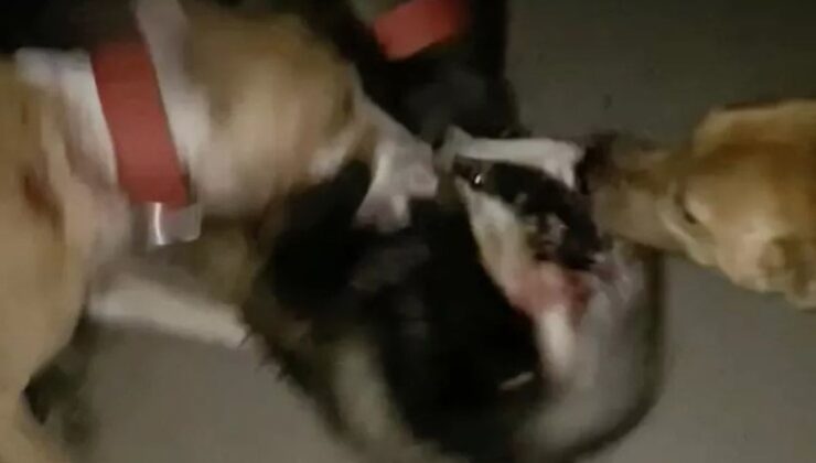 Tiktok’ta daha fazla para kazanmak için porsukları av köpeklerine parçalattı