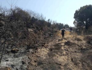 Aydın’da çıkan orman yangını sonrası inceleme çalışmaları yapıldı