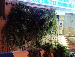 Aydın’da Hint keneviri operasyonu: 35 kök kenevir ve 5 kilogram kenevir ele geçirildi