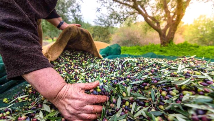 Türkiye’nin Sofralık Zeytin İhracatı 200 Milyon Dolara Koşuyor