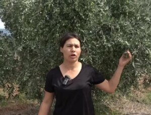 Aydın’da Zeytin Hasadı Başladı, Üreticiler Güç Durumda