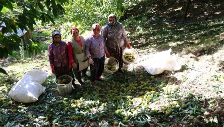 Aydın’da Kestane Hasadı Başladı: Rekolte Yüksek, Fiyatlar Düşük
