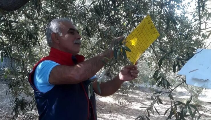 Söke’de Zeytin Üreticilerini Müdafaa Çalışmaları