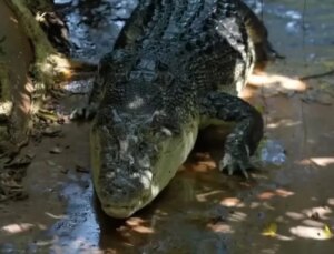 Guinness Rekorlar Kitabı’na giren dünyanın en yaşlı timsahı 120 yaşında öldü