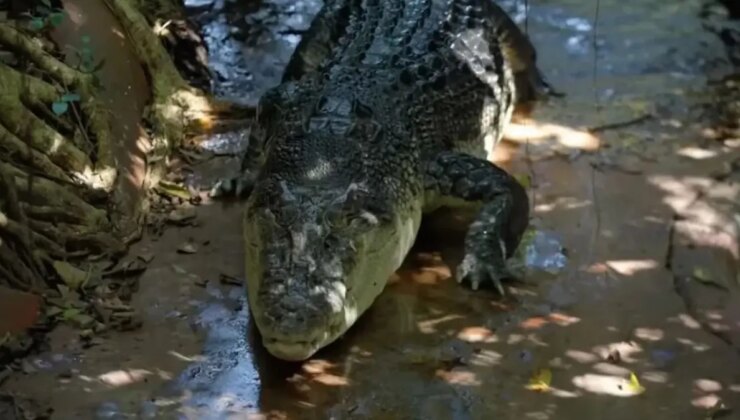 Guinness Rekorlar Kitabı’na giren dünyanın en yaşlı timsahı 120 yaşında öldü