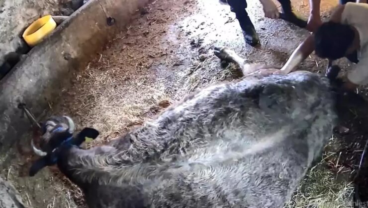 Doğum yapmakta zorlanan ineği sezaryen yapan S.T.’den açıklama: Çağırdılar insanlık namına yardımcı oldum