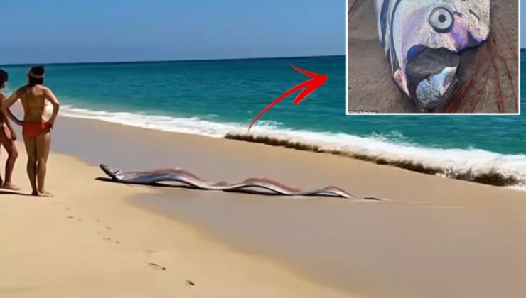 İki “kıyamet balığı” kıyıya vurdu