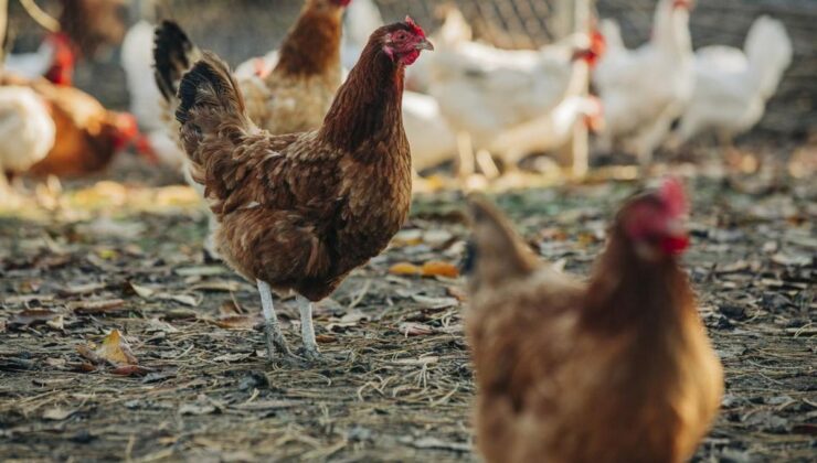 Ülkeyi sarsan skandal! Tavuklara cinsel taarruzda bulunan şüpheliye 3 yıl mahpus