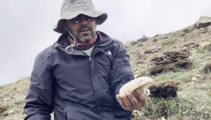 2 bin rakımda yetişen çaşır mantarı altınla yarışıyor