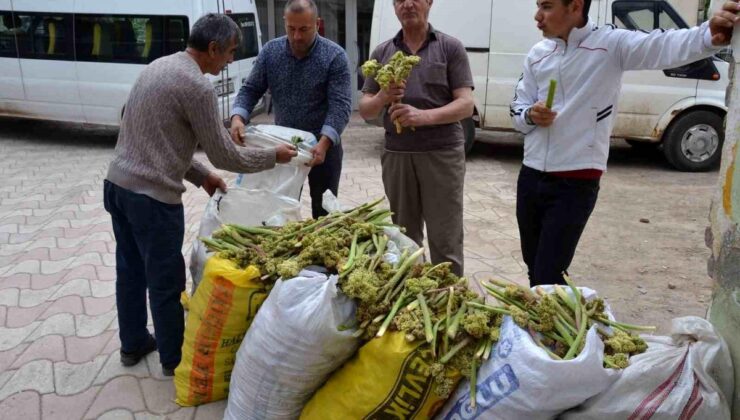 Yaylalardan toplandı, tezgâhlarda satışa sunuldu