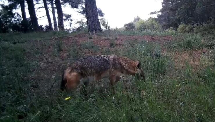 Fotokapanlar kaydetti: Ganoslar’da yaban hayatın eşsiz anları gözler önüne serildi